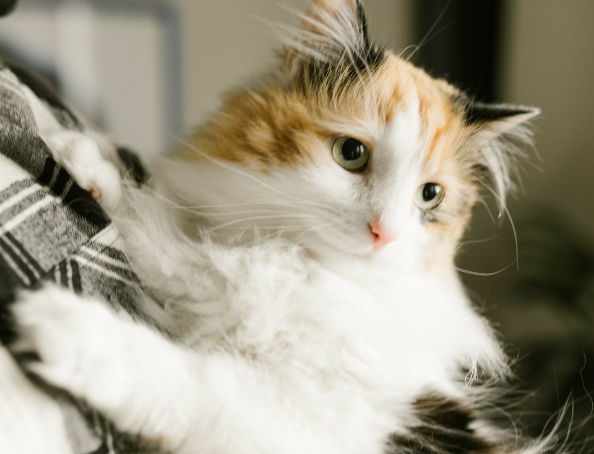 Stress chez le chat : comment reconnaître un chat stressé ?