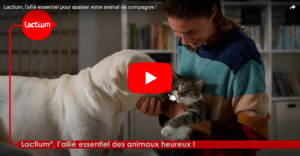 video lactium animaux de compagnie apaiser chien chat stresse anxieux naturellement
